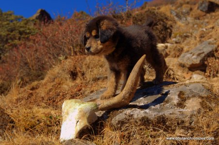 Laya makes a find, her own yak skull!